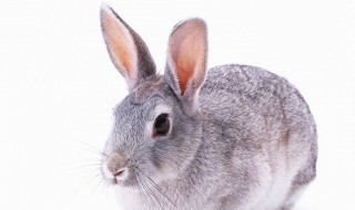 银狐兔饲养方法是什么 银狐兔寿命