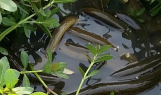 怎么养殖黄鳝 怎么养殖黄鳝鱼