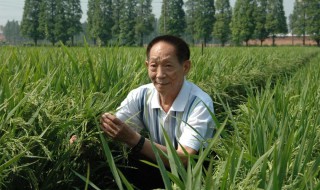 袁隆平作文素材200字左右摘抄 袁隆平作文素材积累300字左右