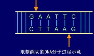 黏性末端是指哪一部分（黏性末端相同指哪里）