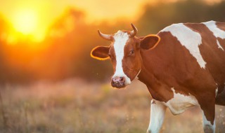 关于牛的成语及意思 关于牛的成语及意思大全