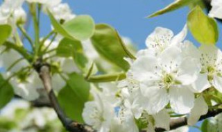 重庆梨花多久开 重庆梨花是什么季节开的