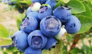 蓝金蓝莓适合北方种植吗 蓝金蓝莓适合北方种植吗视频
