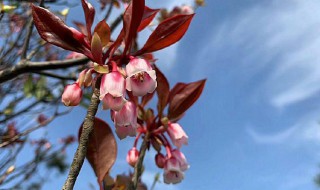 野生吊钟花种植方法 怎么种植野生吊钟花