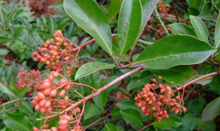 红果冬青树的种植方法（红果冬青树的种植方法和时间）
