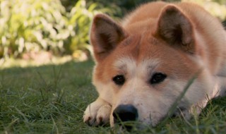 秋田幼犬怎么挑选 秋田幼犬怎么挑选品种