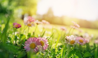 花卉种子育苗的技术和方法（花卉种子育苗的技术和方法图片）