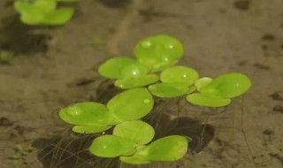 浮萍种植方法是什么（浮萍种植方法是什么意思）