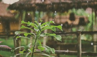 好雨知时节时节是什么节气 好雨知时节时节是什么节气的诗句