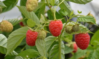 树莓扦插繁殖方法（树莓扦插繁殖方法图解）