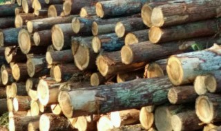 刮杉木树皮最快的方法 刮杉木树皮最快的方法是什么