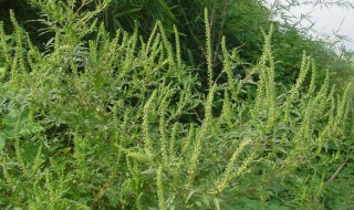 豚草是什么植物 豚草是什么植物图片