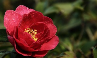 茶花用什么盆 茶花怎么换盆