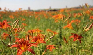 盐碱地适合种什么花草（盐碱地适合种什么花草灌木）