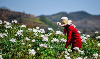 牡丹花怎么栽培（牡丹苗多少钱一株价格）