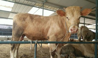 养殖杂交牛的方法 养殖杂交牛的方法是什么
