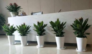上海植物租赁哪家好 上海植物租赁价格
