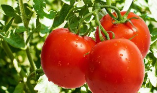 西红柿定植需要什么肥料 西红柿定植后施什么肥