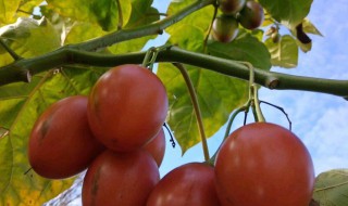 番茄树可以在室外过冬吗 番茄树冬天能承受多少度低温