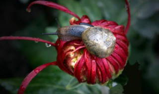 蜗牛看花的故事（蜗牛看花的故事里的其它故事）
