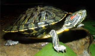 巴西龟开心的表现 龟流血了怎么办
