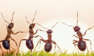 电热水壶为什么招蚂蚁 电热水壶有蚂蚁