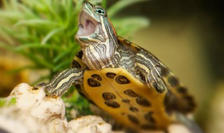 如何让乌龟开心 乌龟怎么才能开心