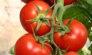西红柿属于蔬菜还是水果 西红柿属于蔬菜还是水果答案