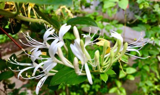 金银花春天可以种植吗 金银花春天可以种植吗视频