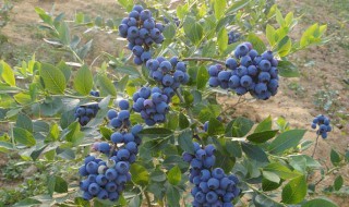 盆栽蓝莓在北方怎么过冬（北方盆栽蓝莓室外越冬）
