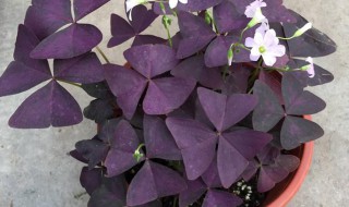 紫叶酢浆草盆栽有毒吗 紫叶酢浆草盆栽有毒吗?