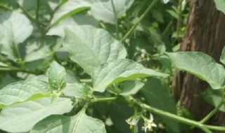 龙葵的家庭养殖方法和注意事项 龙葵的种植方法及条件