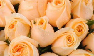 香槟玫瑰和黄玫瑰的区别是什么 香槟玫瑰和黄玫瑰是一种花嘛