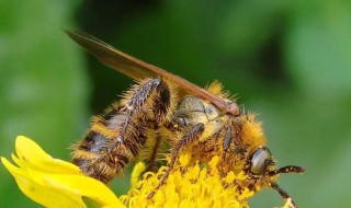 夏季土蜂管理方法 土蜂如何越冬