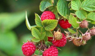 树莓的种植技术和方法 树莓的种植技术和方法有哪些
