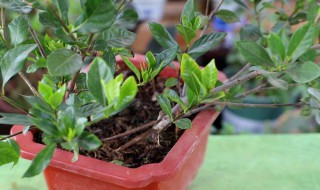 裸根栀子花种植方法 裸根栀子花种植方法图解