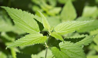 荨麻草可以食用吗怎样烹饪 荨麻草的食用方法