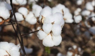 棉花生长周期（棉花生长周期图片）