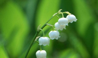 铃兰花有毒吗（铃兰花有毒吗 适合室内养吗）