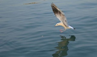 海上清洁工是什么动物（海上清洁工是什么动物是海鸥还是海燕）