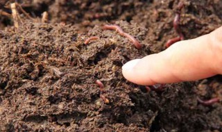 蚯蚓一般生活在什么土壤中（养蚯蚓用什么土壤最好）