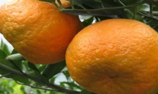 怀孕可以吃橘子吗（怀孕可以吃橙子吗）