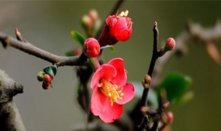 红梅几月扦插以较适合 红梅插扦时间及温度