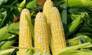 白玉米与黄玉米的营养有什么区别吗