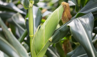 玉米是什么季节收获 玉米是什么季节收获的呢