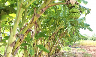 香蕉树（香蕉树苗是怎么培育的）