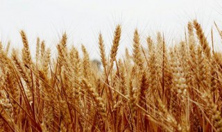 大麦子炒熟了有什么用途 大麦炒熟的功效与作用