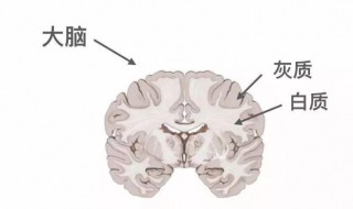 灰质由什么组成白质由什么组成 灰质和白质的定义