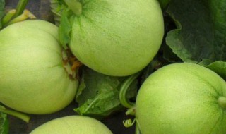 秋香瓜种植时间和方法 秋季香瓜的栽培方法