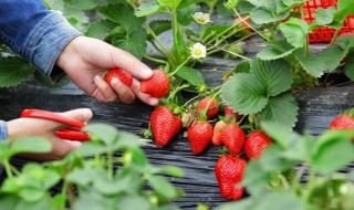 管理草莓的方法（管理草莓的方法和技巧）